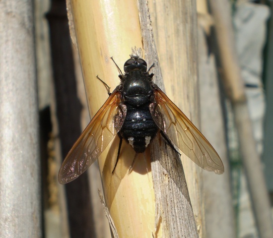 Satyramoeba hetrusca (Bombyliidae)